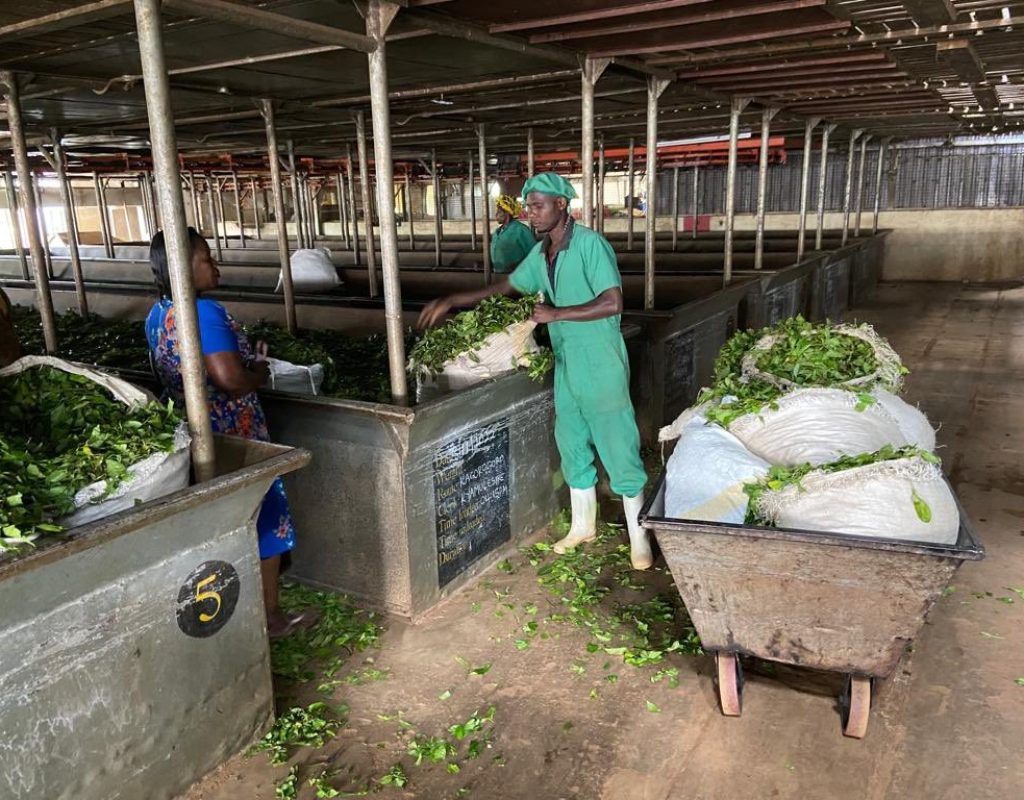 mpanga tea growers